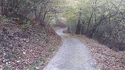 05 STRADA NEL BOSCO